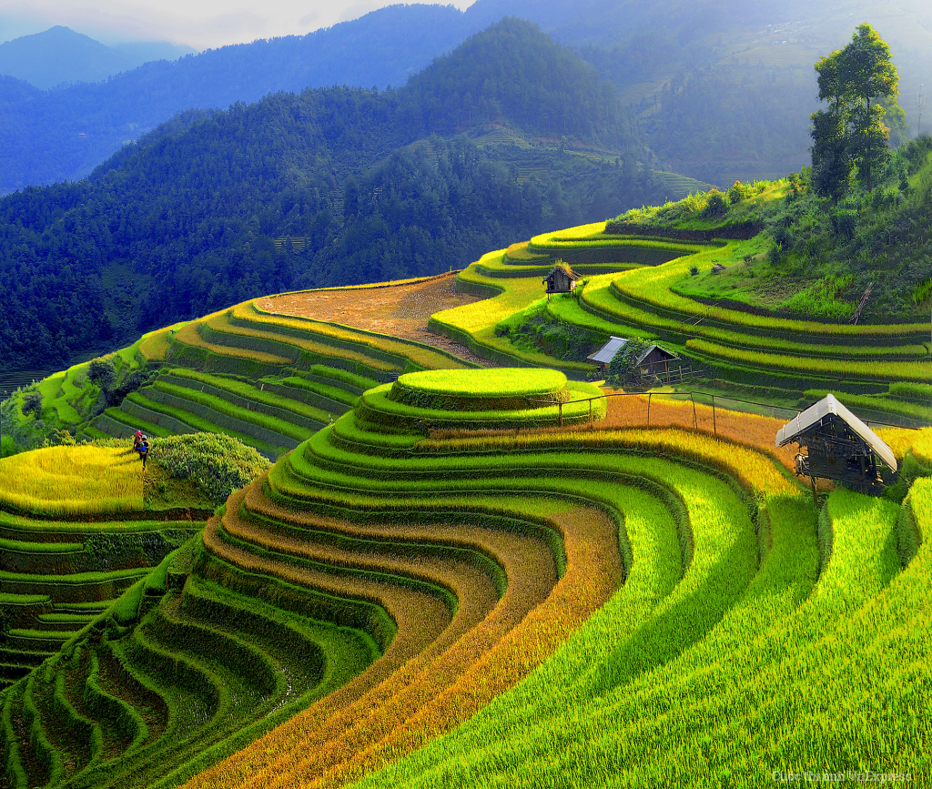 Rice Fields On Terraced Of Mu Cang Chai, Yen Bai, Vietnam 